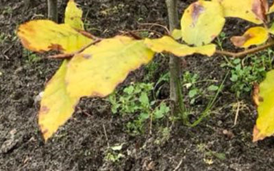 Planten en snoeien december