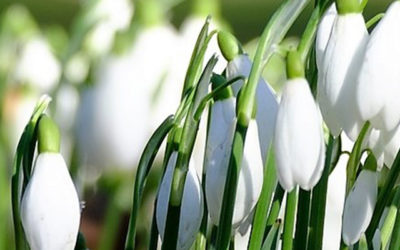 Planten februari