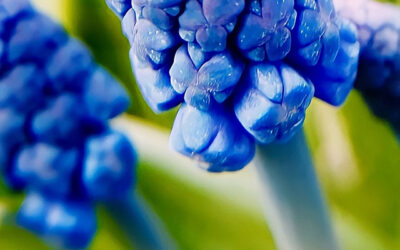 Planten oktober