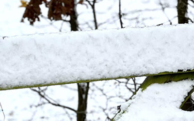 Tuintips januari