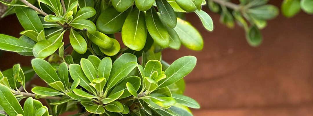 Winterbestendige potplanten