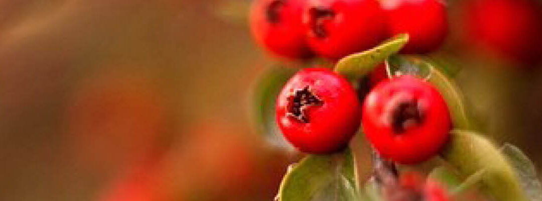 Winterbloeiende planten