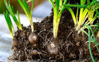 Toe aan het voorjaar