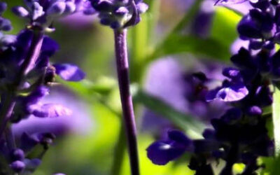 De tuintrend is duurzaam!