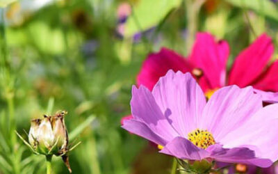 Veel bloemen met kleur!
