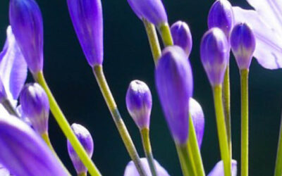 Overwinteraars en Rozen