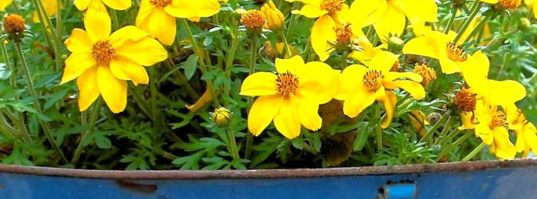 Tuinonderhoud
