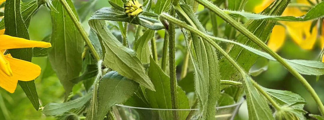Tuinonderhoud